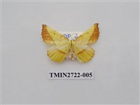 藏品(尺蛾276)的圖片